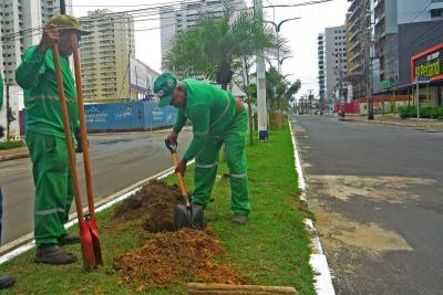 jardineiros plantam mudas de árvores