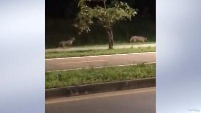 Raposas são vistas circulando na Lagoa da Jansen na capital