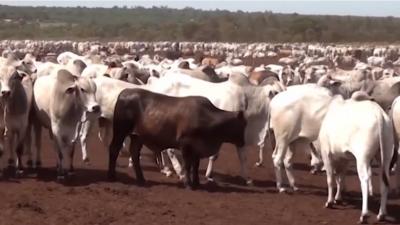 Iniciada a 2ª etapa de vacinação contra a febre aftosa