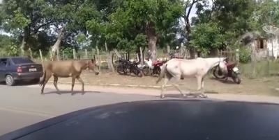 Animais soltos em rodovia colocam a vida motoristas em perigo no MA