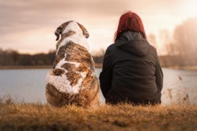 PL autoriza criação de cadastro de animais domésticos na internet  