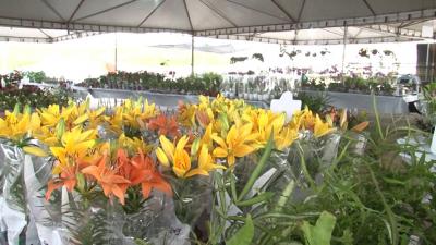 Tradicional Festival Flores de Holambra é prorrogado em São Luís