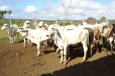 Maranhão inicia 2ª etapa da campanha contra febre aftosa