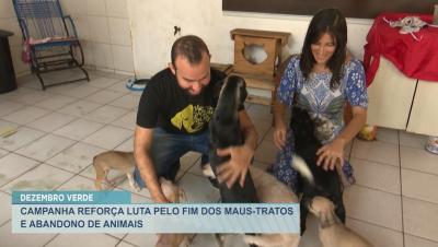 Campanha reforça combate aos maus-tratos e abandono de animais