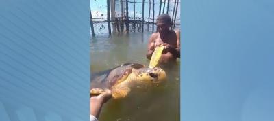 Tartarugas gigantes são resgatadas por pescadores na Raposa