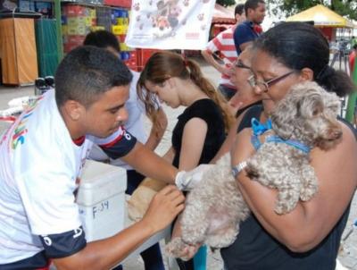 Vacinação anual de cães e gatos também previne a raiva humana