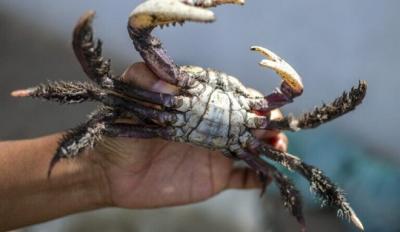 Começa hoje período de defeso do caranguejo-uçá