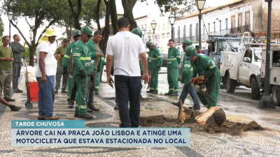 Árvore cai durante chuva da segunda (24) Praça João Lisboa