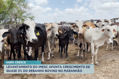  Pesquisa aponta MA com o 2º maior rebanho bovino do Nordeste 