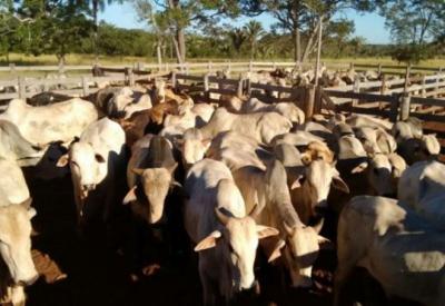  MA pode se tornar zona livre de febre aftosa sem vacinação