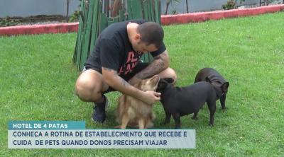 Hotéis especializados ajudam tutores no cuidado dos animais de estimação