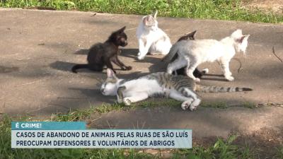 Abandono de animais: casos preocupam defensores da causa animal