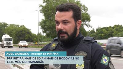 PRF realiza operação de captura de animais soltos em rodovias do MA