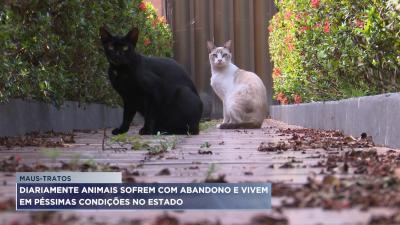 Cuidadores denunciam abandono de animais no MA