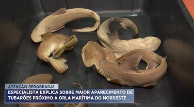 Especialista explica aparição de tubarões na orla marítima do Nordeste