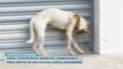 Animal é abandonado e amarrado dentro de uma mala em São Luís