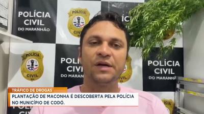 Codó: Plantação de maconha é descoberta pela polícia no município