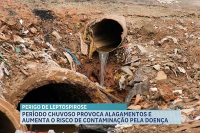 Leptospirose: período de chuva aumenta o risco de transmissão da doença