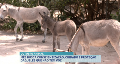 Outubro Animal: mês de conscientização sobre o cuidado e proteção dos animais