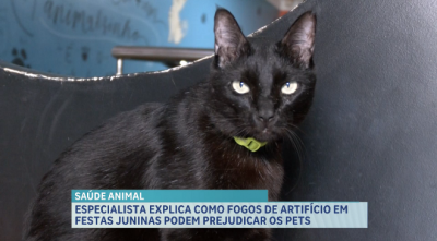 Fogos de artifícios podem prejudicar saúde dos pets durante período junino