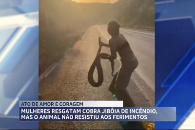 Cobra é resgatada de queimada em Buriticupu, mas não resiste a ferimentos e morre