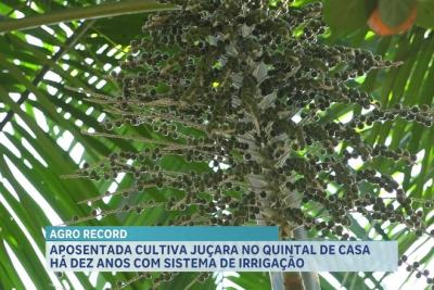 Aposentada cultiva juçara no quintal de casa há 10 anos com sistema de irrigação