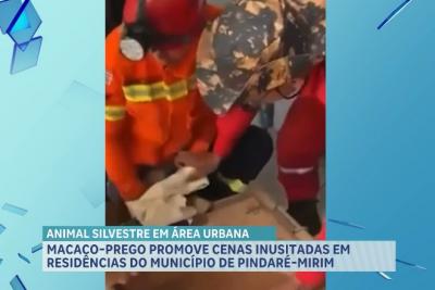 Macaco prego invade residências do município de Pindaré-Mirim, no Maranhão