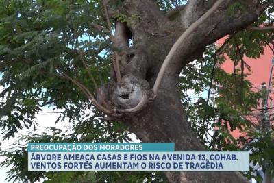 Àrvore prestes a cair próxima à fiação elétrica preocupa moradores da Avenida 13, no bairro Cohab