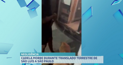 Cadela morre durante translado terrestre