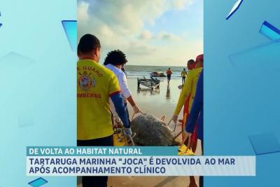 Tartaruga marinha "Joca" é devolvida ao mar após acompanhamento clínico