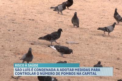 São Luís é condenada a adotar medidas para controlar o número de pombos