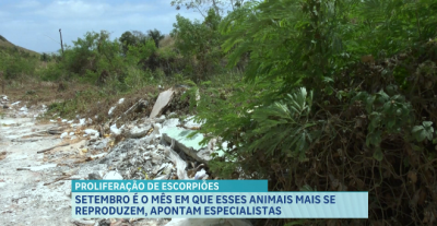 Mês de setembro registra aumento de reprodução de escorpiões devido ao clima