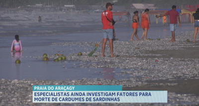 Especialistas investigam fatores para morte de cardumes de sardinhas em praia na Grande Ilha 