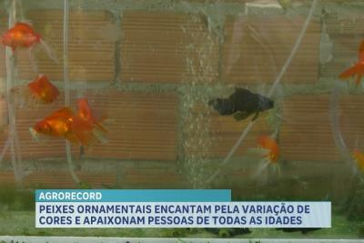 Agro Record: agricultura familiar, Ceasa em Imperatriz, alta no café e peixes ornamentais