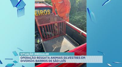 Batalhão Ambiental resgata animais silvestres criados ilegalmente em bairros de São Luís