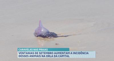 Fortes ventanias aumentam a presença de caravela-portuguesa na orla da capital