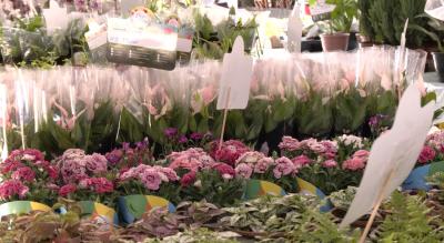 Festival Flores de Holambra reúne mais de 150 espécies de plantas na Deodoro