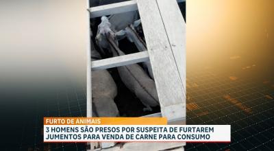Polícia investiga suposto esquema de furto de jumentos para venda da carne para consumo