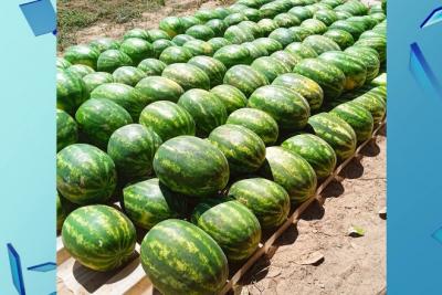 Agro Record: Festival da Melancia movimenta agricultura familiar em Cidelândia