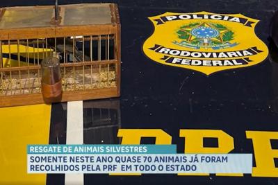 PRF resgata aves silvestres e encontra paca morta em carro na BR-316