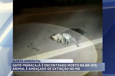 Gato-maracajá é encontrado morto na BR-010; animal é ameaçado de extinção