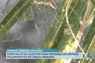 Especialistas alertam para presença de animais peçonhentos em áreas urbanas