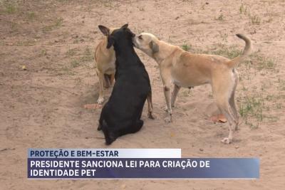 Cadastro Nacional de Animais Domésticos entra em vigor em 2025