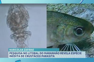 Pesquisa no litoral maranhense revela espécie inédita de crustáceo parasita