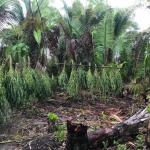 Plantação maconha em Pedro do Rosário