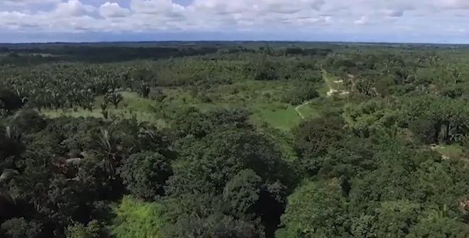 Inpe: desmatamento na Amazônia sobe para quase 30% no 1º semestre deste ano